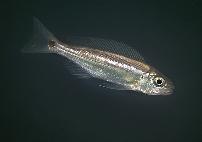 Perissodus paradoxus 'Isanga Bay'